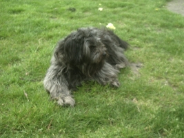 This is our second dog named Lumpi. Here you see him with long hair!